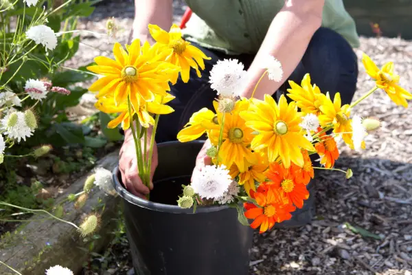 Plunging cut flowers into a bucket of water