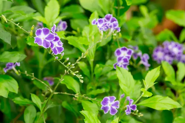 Duranta erecta