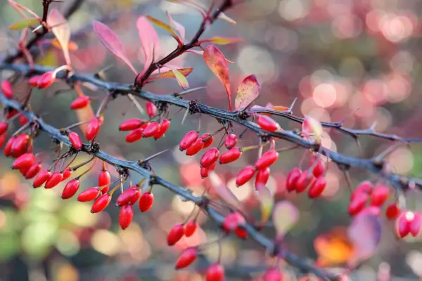 Berberis berries