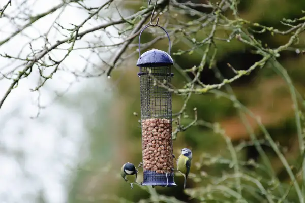 Blue tits on a bird feeder containing peanuts