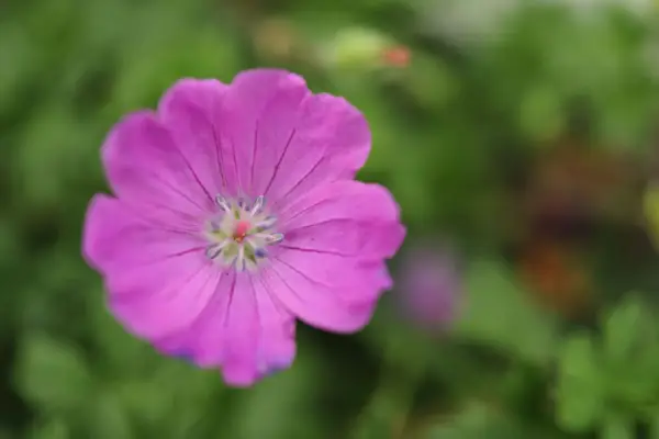Geranium