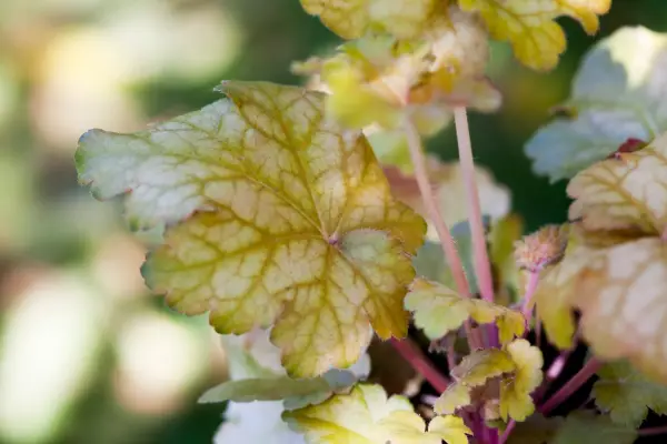 Heuchera „Midas Touch”