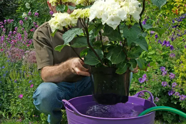 Immersing the whole pot, soil and root ball of a white hydrangea into a trug of water