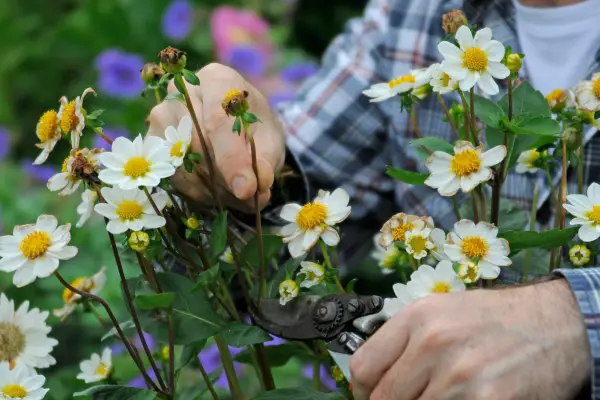 Snipping off dead flowers with secateurs