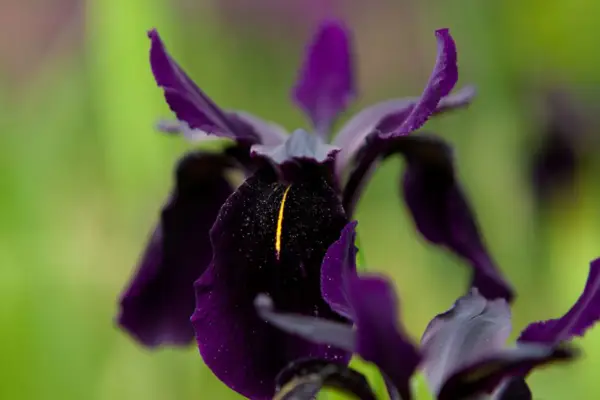 Iris chrysografer