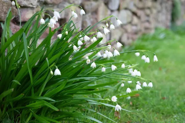 leucojum aestivum