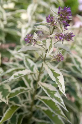 Phlox Paniculata 'Nora Leigh'