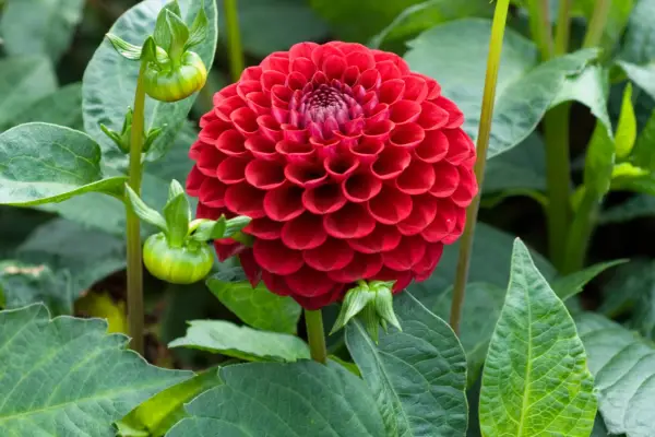 Dahlia 