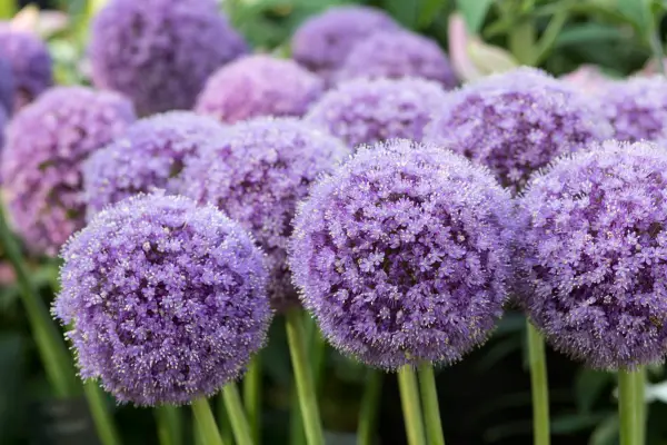 Best alliums to grow - Allium giganteum