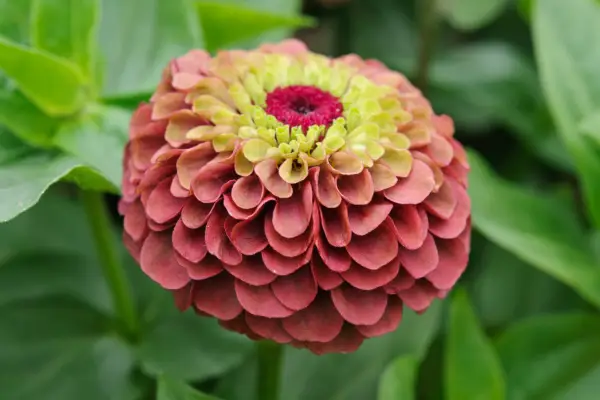 Zinnia elegans 