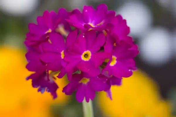 Primula denticulata 
