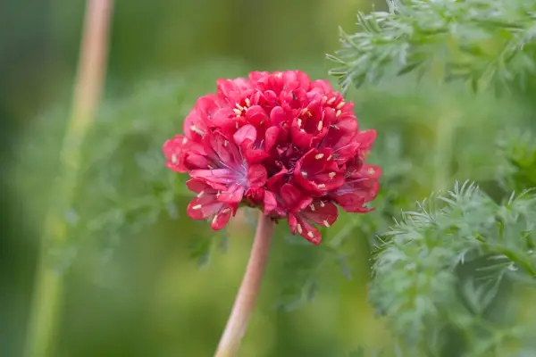 Ameria pseudoarmeria 