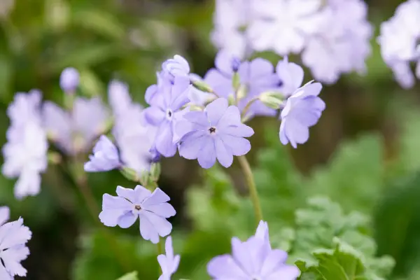 Belejringen af ​​søskende til 'Manakoora' '