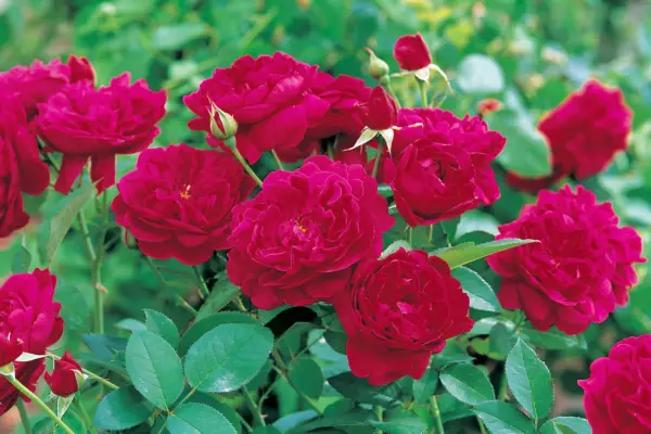Rosa 'Darcey Bussell'