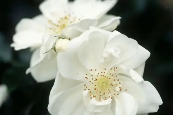 Rosa 'Flower Carpet White'