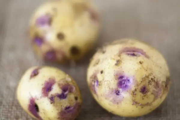 Solanum tuberosum 'Kestrel'