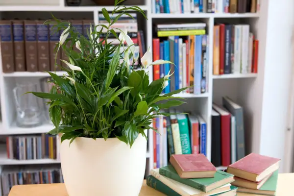 Spathiphyllum wallisii