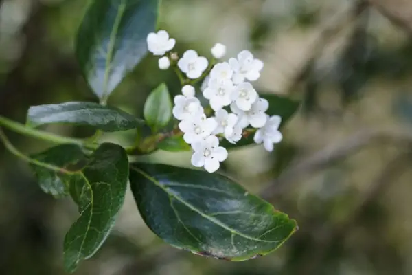 Viburnum tinus 'brillant'