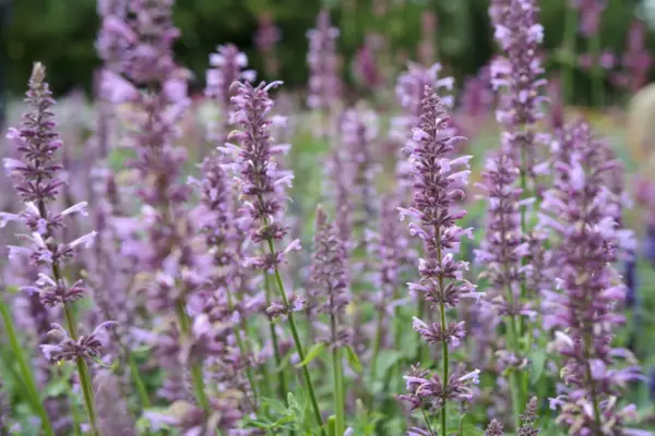 Agastache Pallidiflora 'Rose Mint'
