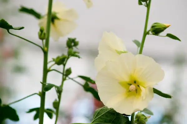Alcea 'Sunshine'