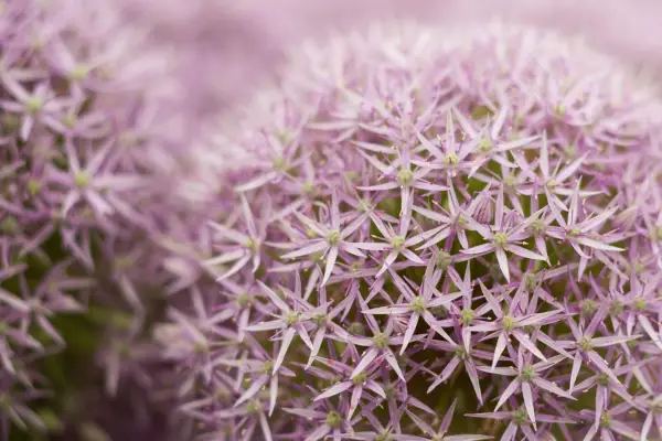 Allium 'redondo e roxo'