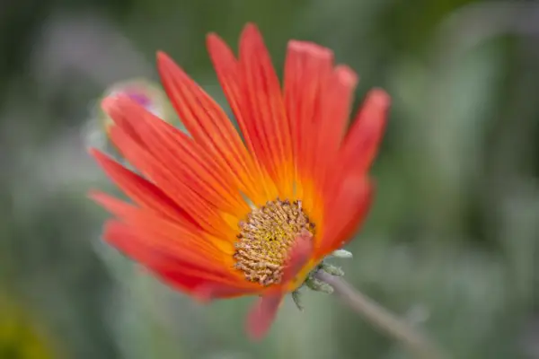 Arctotis x hybrida 'flamme'