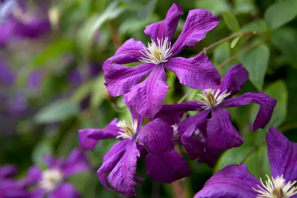 Clematis 