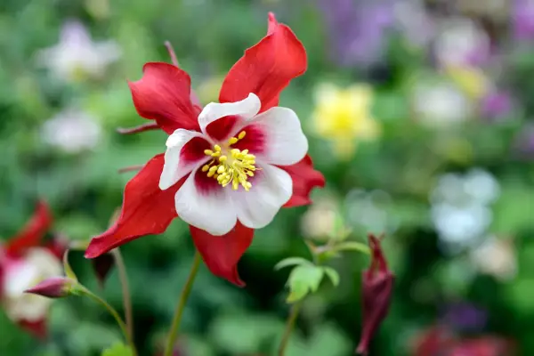 Aquilegia vulgaris
