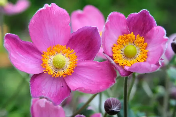 Anemone x hybrida 