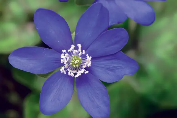 Hepatica nobilis