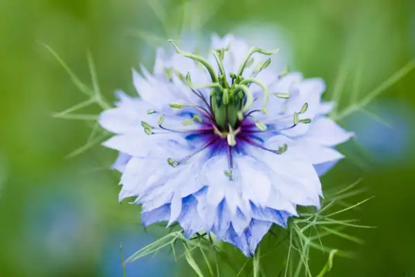 Nigella damascena