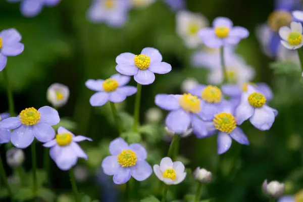 Violet-blue Anemone obtusiloba flowers