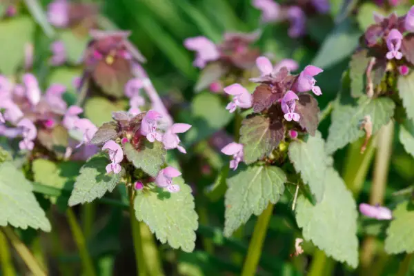 Red dead-nettle (Lamium purpureum). Getty Images