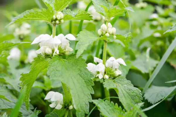 White dead-nettle (Lamium album). Getty Images