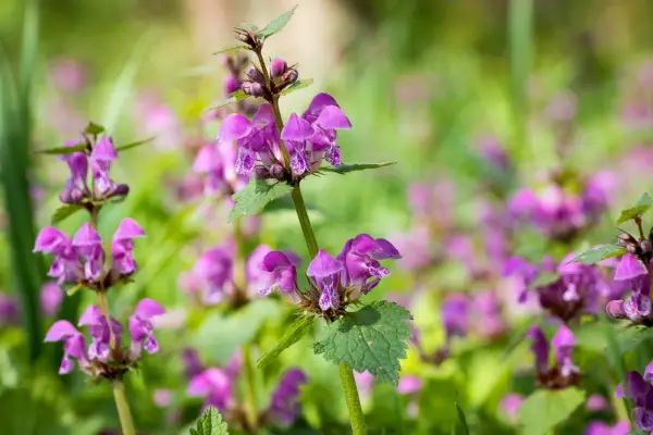 Spotted dead-nettle (Lamium maculatum). Getty Images