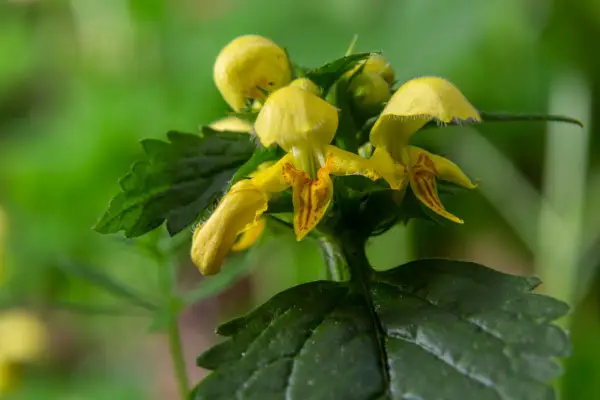 Yellow archangel (Lamiastrum galeobdolon). Getty Images