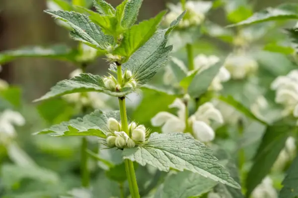 White dead-nettle (Lamium album). Getty Images