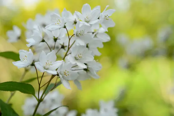 Deutzia x veldig elegant 'fasciculated'