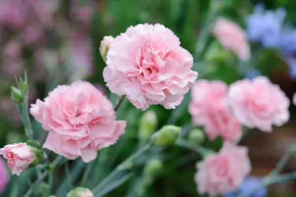 Dianthus 'Doris'