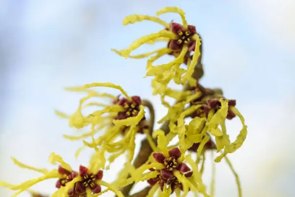 Hamamelis x Intermedia „Arnold Promise”