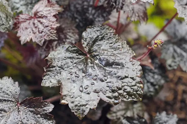 Heuchera „zaciemnienie”