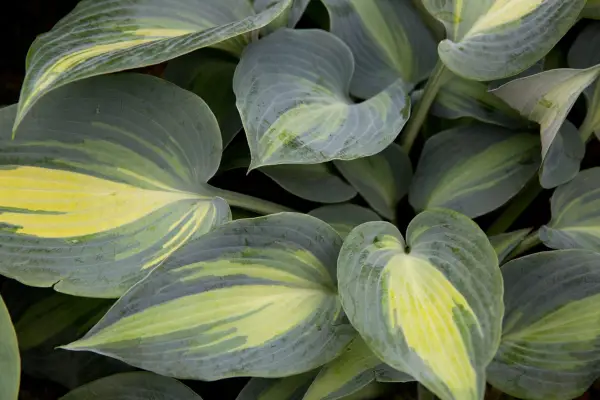 Hosta un tocco di classe