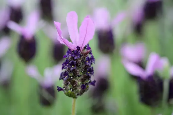 Lavandula stoechas 'fadead'