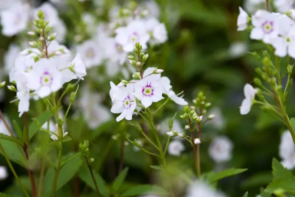 Parahebe catarractae 'avalancha'