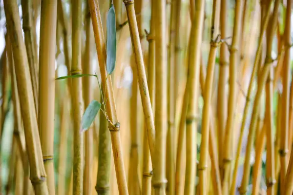 Phyllostachys Vivax f. aureocaulis