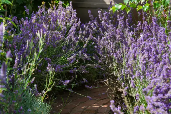 非公式の生け垣のための植物