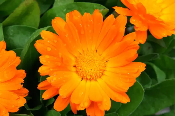Calendula