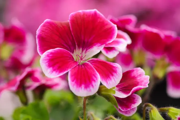 Pelargonium