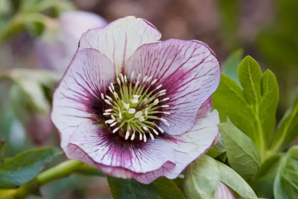 Hellebore