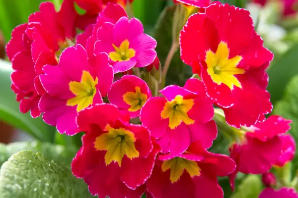 Polyanthus